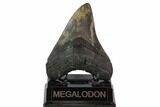 Fossil Megalodon Tooth - South Carolina #119642-1